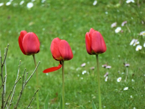 Diese drei Tulpen beobachte ich schon ein paar Tage. Ein Blatt hängt weg und wird im Wind und im Regen gebeutelt. Es erinnert mich an den hübschen Film "Brot und Tulpen" mit Bruno Ganz.

Aufnameort: Lichtenau / Mfr.
Kamera: Panasonic Lumix TZ61