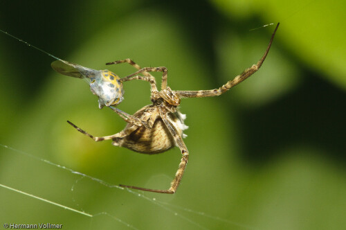 für die Spinne - ja!

Aufnameort: FRA, Gard (30), Anduze
Kamera: Nikon D300, Sigma 3,5/180 Macro, Blitz