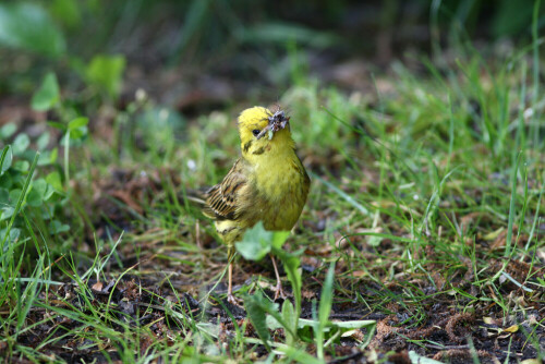 

Aufnameort: Vogelinsel bei Muhr in Mittelfranken
Kamera: Canon EOS400D + Canon EF 300 4.0 USM IS L