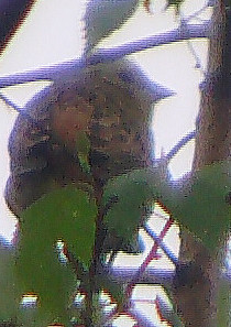 goldammer-emberiza-citrinella-l-1758-mannchen-13229.jpeg