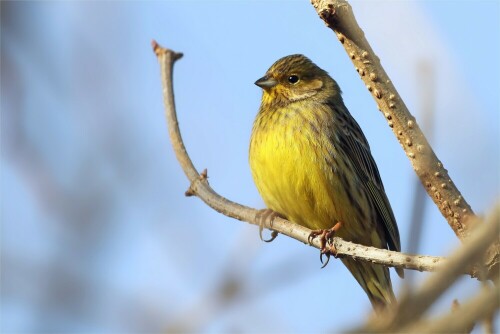 Aufnahme von Anfang Januar.

Aufnameort: Schönbach, Sachsen
Kamera: Canon Eos 7D