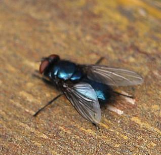 Eine Goldfliege, die durch Übertragung von Bakterien u. ä.  auch Schaden anrichten kann.
https://de.wikipedia.org/wiki/Schmeißfliegen

Videoclip hierzu:
https://www.youtube.com/watch?v=iKgmtoYaX24
https://www.youtube.com/watch?v=ixcfHbfniOM
u. a.

Aufnameort: Eiershausen Garten
Kamera: Canon EOS 700D