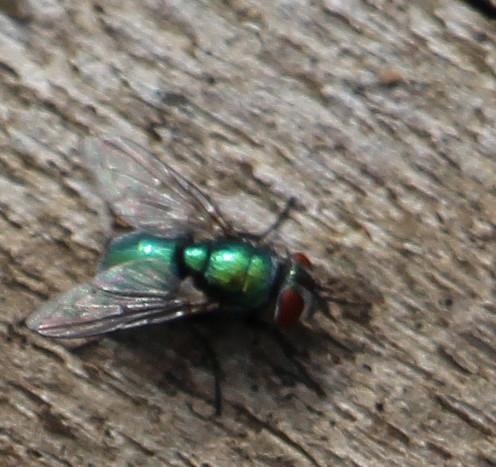 Die Goldfliege gehört zu den Schmeißfliegen(Calliphoridae) und kommt in Europa wie Asien vor.
http://de.wikipedia.org/wiki/Goldfliege

Aufnameort: Eiershausen Garten
Kamera: Canon EOS 700D