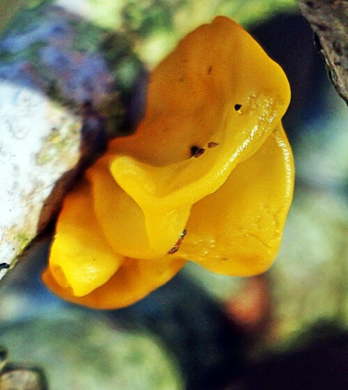 Der Goldgelbe Zitterling wächst oft an Totholz wie Äste sowie Zweige.
Er selbst parasitiert an holzzersetzenden Pilzen der Gattung
Zystidenrindenpilze(Peniophora).
https://de.wikipedia.org/wiki/Goldgelber_Zitterling

Aufnameort: Eiershausen Hirschbergwald Waldrand
Kamera: Canon EOS 1300D