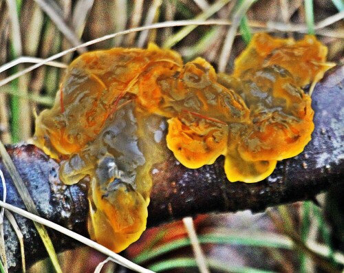 Sein Fruchtkörper kann sich mit lappig Strukturen z. B. aus dem Rindenbereich von abgestorbenen Ästen oder Zweigen hervorquellen.
https://de.wikipedia.org/wiki/Goldgelber_Zitterling

Aufnameort: Eiershausen Waldrand des Hirschbergwaldes
Kamera: Canon EOS 1300D