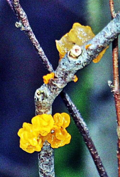 Der Fruchtkörper des Goldgelben Zitterlings ist gallertartig bis knorpelig,
im trockenen Zustand wirkt er hornartig.
Er gilt sogar als essbar. Er ist ein Pilzparasit holzzersetzender Pilze.
https://de.wikipedia.org/wiki/Zitterlinge

Aufnameort: Schwarzbachtal
Kamera: Canon EOS 1300D