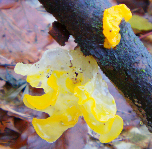 Der goldgelbe Zitterling befällt Äste u. ä. von Totholz.
Er parasitiert Pilze der zsteidenrindenpilze.
http://de.wikipedia.org/wiki/Goldgelber_Zitterling

Aufnameort: Eiershausen Schwarzbachtal
Kamera: Medion Digitaler Full-HD-Camcorder mit Touchscreen Medion Life