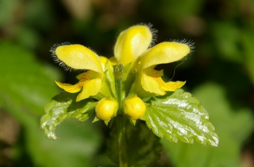 Goldnessel im Garten

Aufnameort: Brombachtal
Kamera: Pentax ist DL