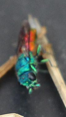 goldwespe-chrysis-inaequalis-dahlbom-1845-1-14672.jpeg