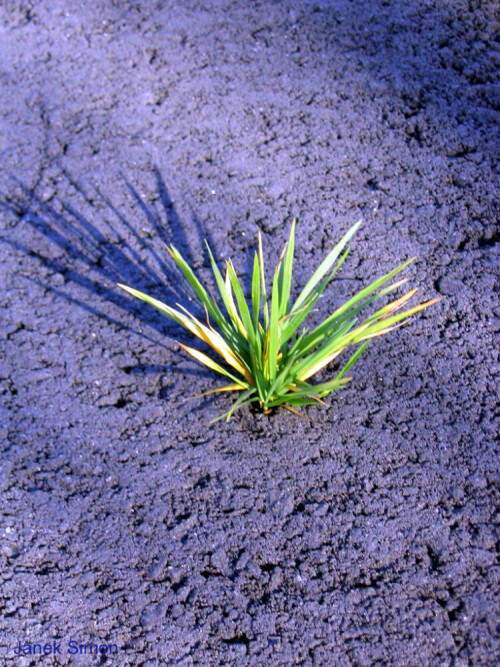 Marode Straßen oder Schlaglöcher sind in Norwegen trotz der teilweise extremen Witterungsverhältnisse selten. Umso beeindruckender erschien mir die Kraft, mit der sich das Gras seinen Weg durch den Asphalt bahnt.

Aufnameort: Solund, Norwegen
Kamera: Canon PowerShot A610