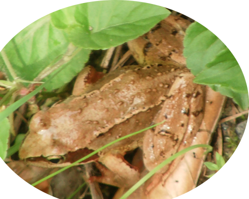 Ein Frosch, der im abgefallenen Laub oder am Boden gut Deckung finden könnte.
http://de.wikipedia.org/wiki/Grasfrosch

Aufnameort: Simmersbach östliche Waldwege
Kamera: Medion Digitaler Full-HD-Camcorder mit Touchscreen Medion Life