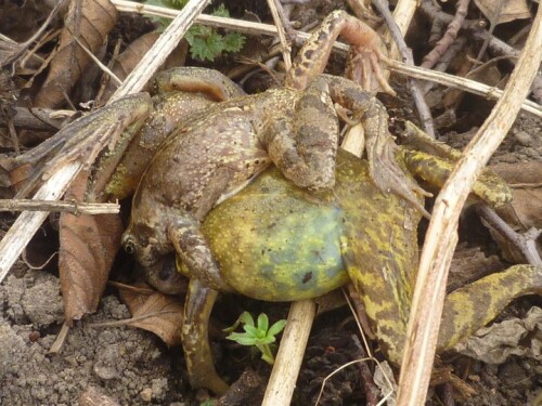 Beim Spaziergang gerieten wir mitten hinein in die Wanderung der Grasfrösche (Rana temporaria) im Selztal bei Ingelheim, die sich jedes Jahr im März auf den Weg zu ihren Laichtümpeln machen. Bei diesem unübersichtlichen Knäuel schien es sich auf den ersten Blick um tote Frösche zu handeln - weit gefehlt, die drei (!) hatten nur eine Pause eingelegt, im Wasser waren sie schlagartig wieder putzmunter!

Aufnameort: Schwabenheim, Rheinland-Pfalz
Kamera: Panasonic Lumix