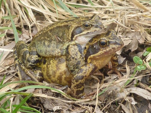 Beim Spaziergang gerieten wir mitten hinein in die Wanderung der Grasfrösche (Rana temporaria) im Selztal bei Ingelheim, die sich jedes Jahr im März auf den Weg zu ihren Laichtümpeln machen. Auch diese beiden waren unterwegs, wobei er es sich doch ziemlich leicht machte.

Aufnameort: Schwabenheim, Rheinland-Pfalz
Kamera: Panasonic Lumix