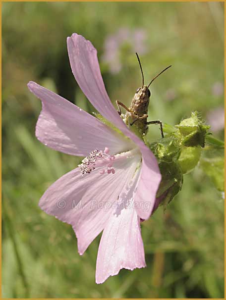 gem. grashüpfer lugt hinter einer moschusmalvenblüte hervor

Aufnameort: thüringen
