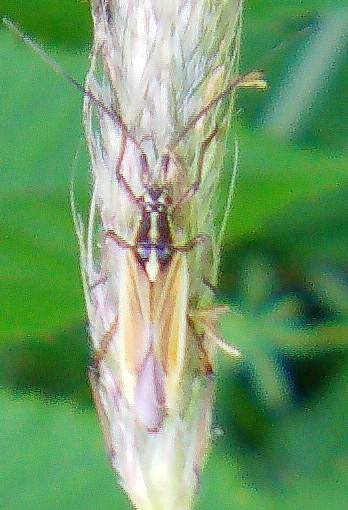 Eine Wanze, die manchmal  auf Gräsern oder deren Nähe im Sommer beobachtet werden kann.
http://www.insektenbox.de/wanzen/graswa.htm

Aufnameort: Eiershausen Hirschbergwald
Kamera: Medion Digitaler Full-HD-Camcorder mit Touchscreen Medion Life