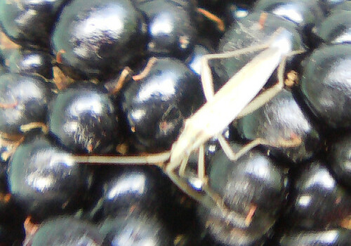 Sie gehört zu den Weichwanzen(Miridae). Ihre Verbreitung reicht von Nordafrika über Europa nach Kleinasien sowie über den Kaukasus bis nach Nordchina.
Grasreiche Standorte werden von ihr gerne aufgesucht. 
[Hier ist ihre braune Form zu sehen.]
http://de.wikipedia.org/wiki/Stenodema_laevigata


Aufnameort: Eiershausen Hirschbergwald
Kamera: Digitaler Full-HD-Camcorder mit Touchscreen Medion Life