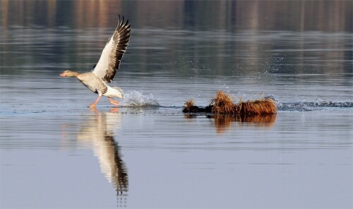 Sie lief förmlich übers Wasser um einen Artgenossen zu vertreiben.

Aufnameort: Oberlausitz Nähe Dauban
Kamera: Canon Eos 7D, 100 - 400 mm Tele