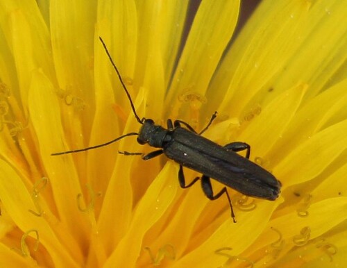 graugruner-schenkelkafer-oedemera-virescens-13919.jpeg