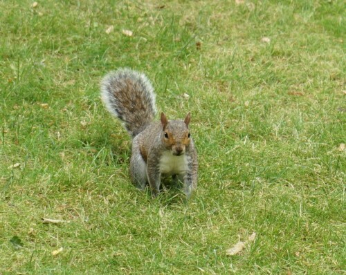 In Großbritannien hat das Grauhörnchen das rote europäische Eichhörnchen völlig verdrängt.

Aufnameort: Kensington Garden London
Kamera: Sony Alpha 7/II