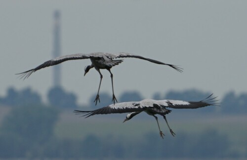 graukraniche-im-anflug-29035.jpeg