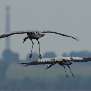 graukraniche-im-anflug-29035