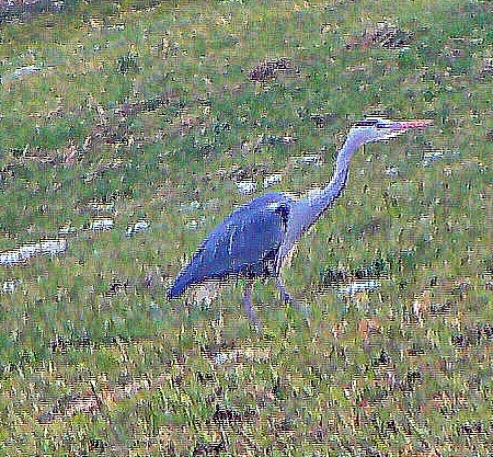 graureiher-ardea-cinerea-l-175-20206.jpeg