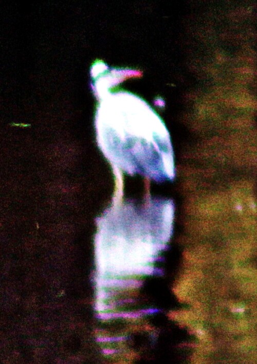 graureiher-ardea-cinerea-l-175-21260.jpeg