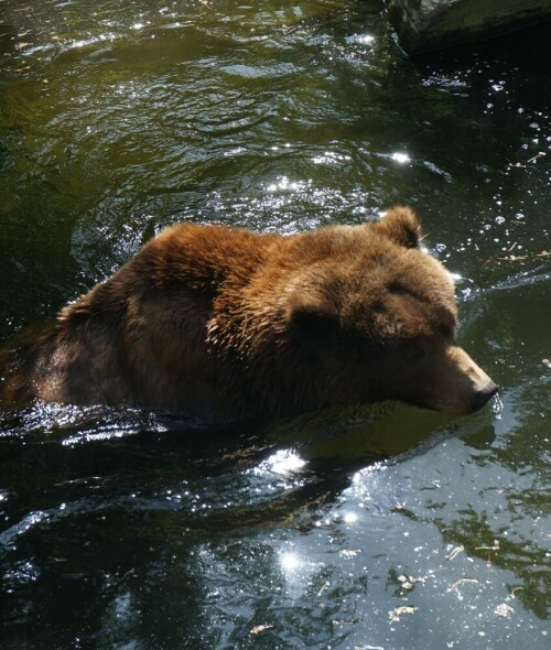 Ein Grizzly Bär nimmt ein Bad im heißen Sommer 2018. Mittlerweile hat der Kölner Zoo leider keine Grizzlys mehr.

Aufnameort: Kölner Zoo
Kamera: Sony Alpha 7/II