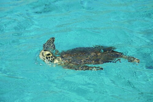 gruene-oceanische-schildkroete-20440.jpeg