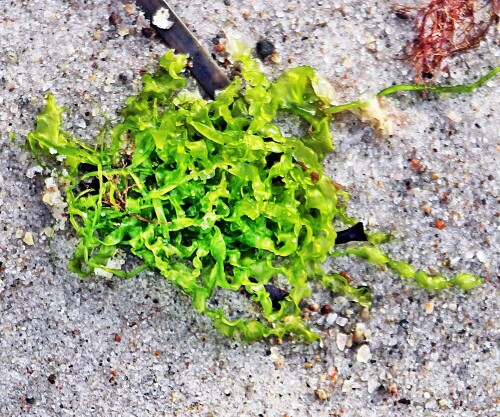 Eine Art Grünalge, die zur Gattung der Darmtange gehört.
http://www.alamy.com/stock-photo/green-algae-closeup.html
https://de.wikipedia.org/w/index.php?search=Enteromorpha&title=Spezial:Suche&go=Artikel&searchToken=ckfa3nqte21knm5l0yff3wmbv

Aufnameort: Rerik(Ostsee) Nordweststrand
Kamera: Canon EOS 1300D