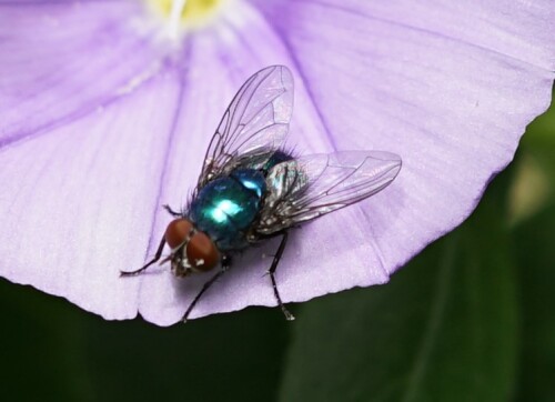 Das Grün dieser Fliegen ist einfach unglaublich.

Aufnameort: Lamorran Gardens Cornwall
Kamera: Sony Alpha 7/II