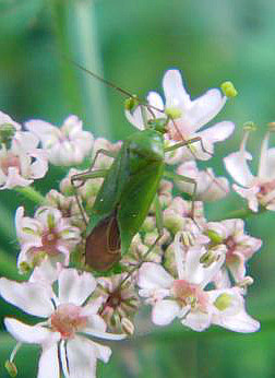 grune-futterwanze-lygocoris-pabulinus-12052.jpeg