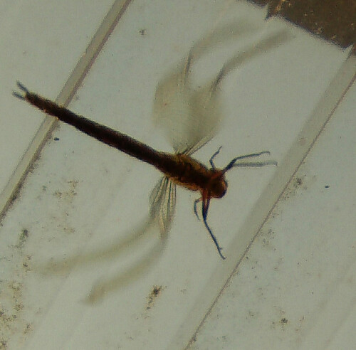 Libellen sind im Sommer als kleine Insektenjäger bekannt.
http://de.wikipedia.org/wiki/Aeshna_viridis

Aufnameort: Eiershausen Haus Vordach
Kamera: Medion Digitaler Full-HD-Camcorder mit Touchscreen Medion Life