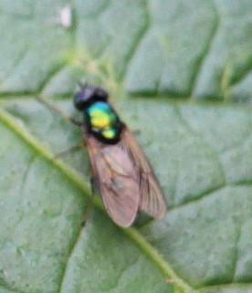 Eine kleine Fliege, die wegen ihrer Körperfärbung und ihrem Hinterleib als Waffenfliege angesprochen werden kann.
https://de.wikipedia.org/wiki/Grünglänzende_Waffenfliege

Videos zur Fliegenfamilie:
https://www.youtube.com/watch?v=_W5cPhixTes
https://www.youtube.com/watch?v=Z4BPJDwOQ20


Aufnameort: Eierhausen Garten
Kamera: Canon EOS 700D