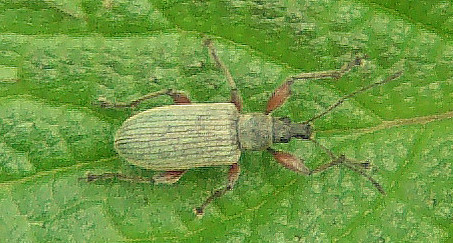 grunrussler-phyllobius-11904.jpeg