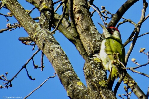 

Aufnameort: Tierpark Berlin
Kamera: Canon Hs50Sx