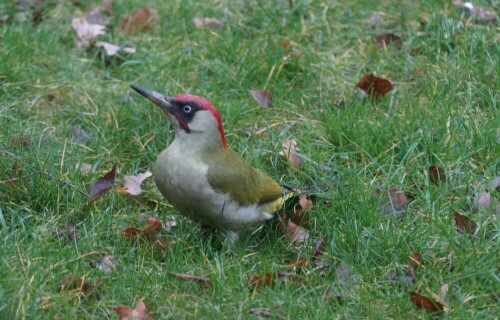 Ich wusste durch den auffällig flötenden Ruf schon lange, dass es bei uns in der Siedlung einen Grünspecht geben muss. Aber erst jetzt im Winter habe ich ihn auch zu Gesicht bekommen. Er landete in meinem Garten und stocherte mit dem Schnabel im Rasen nach Nahrung.

Aufnameort: Merheimer Gärten Köln
Kamera: Sony Alpha 7/II