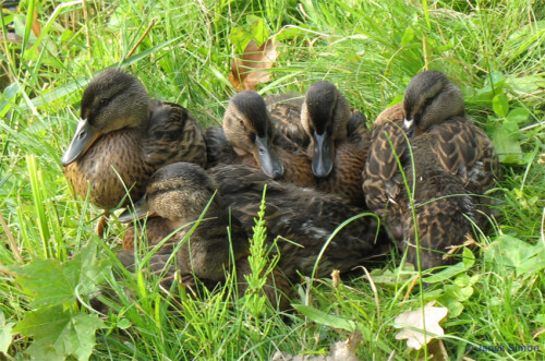 Diese fünf Stockentenjungen (Anas platyrhynchos) hatten sich an einem kühlen Junimorgen am Ufer des Sacrower Sees zusammen gekuschelt nieder gelassen. Wie ihre Eltern, waren sie an Menschen gewöhnt. Deshalb schauten sie auch eher neugierig als beunruhigt zu mir herüber, als ich mich ihnen mit meinem Fotoapparat näherte. Als Mensch lassen wir uns ja auch nicht so schnell aus dem kuschelig warmen Bett vertreiben… So schön gemütlich kann das traute Familienleben sein...

Aufnameort: Sacrower See bei Potsdam
Kamera: Canon PowerShot A610