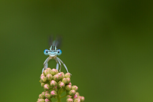 

Aufnameort: am teich,
Kamera: canon 1d mk4 / ef 180 macro