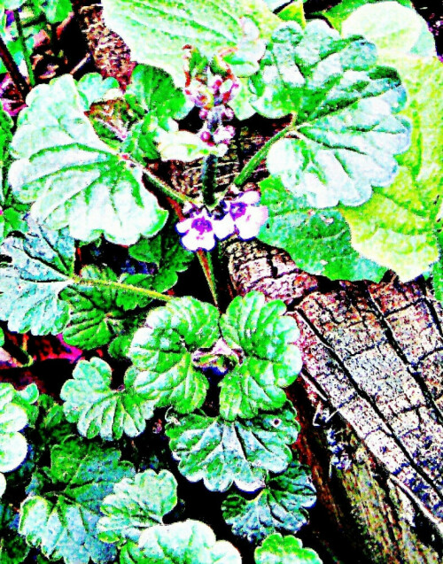 gundermann-glechoma-hederacea-l-31124.jpeg