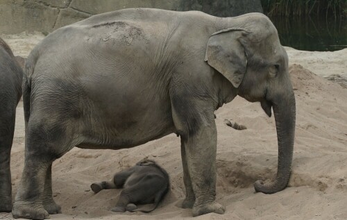 Die Elefantenmutter und oder/ ihre Tanten stehen jederzeit schützend vor oder über dem Elefantenbaby, auch wenn ihm hier im Zoo keine Gefahr droht.

Aufnameort: Kölner Zoo
Kamera: Sony Alpha 7/II