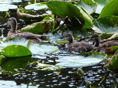 Stockente mit Jungen (Zweitbrut??) auf dem Ernst-Ludwig-Teich

Aufnameort: NSG Hegbachaue von Messel
Kamera: Lumix FZ 48