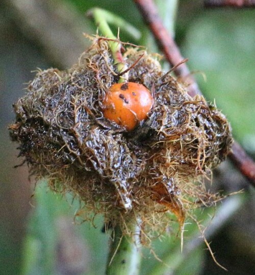 Eine Hagebutte(Frucht einer Rose) eingebettet in einem Schlafapfel
https://de.wikipedia.org/wiki/Hagebutte
https://de.wikipedia.org/wiki/Gemeine_Rosengallwespe

Aufnameort: Eiershausen Hirschberg Waldrand
Kamera: Canon EOS 700D