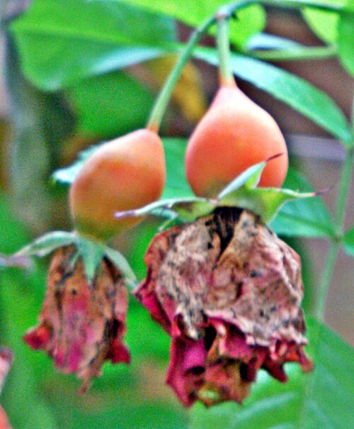 Hagebutten sind die Sammelnussfrüchte der Rose.
Hagebutten können roh gegessen werden, sofern zuvor deren Nüsschen entfernt wurden.
Hagebutten können zu Mus oder Marmelade zubereitet werden.
https://de.wikipedia.org/wiki/Hagebutte


Aufnameort: Eiershausen Garten
Kamera: Canon EOS 1300D