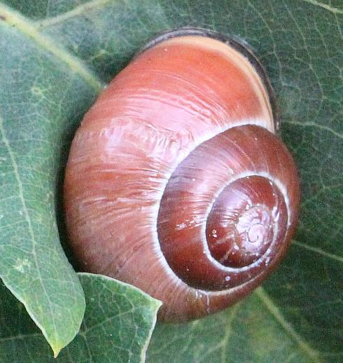 Eine Bänderschnecke, die sichtlich zu den schwarzmündigen Bänderschnecken gehört.
https://de.wikipedia.org/wiki/Hain-Bänderschnecke

Aufnameort: Eiershausen Waldrand Hirschberg
Kamera: Canon EOS 700D