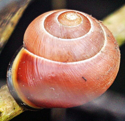 Auch die Hainbänderschnecke gehört zu den "dunkelmündigen" Schnirkelschnecken. (Ihr Gehäuserand ist also dunkel gehalten)
Hier handelt es sich um eine bräunlichrote Farbmorphe.
https://de.wikipedia.org/wiki/Hain-Bänderschnecke
http://delta-intkey.com/britmo/images/tayp0281.jpg

Aufnameort: Eiershausen Garten
Kamera: Canon EOS 1300D