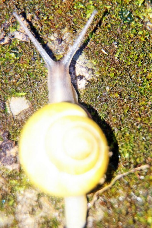 Die Hain-Bänderschnecke ähnelt etwas der Garten-Bänderschnecke.
Beide gehören zu den Schnirkelschnecken(Helicidae).
Sie zeigen einen Farbpolymorphismus ihrer Gehäuse auf, d. h. ihre Gehäuse können unterschiedliche Farbtönungen tragen.
https://de.wikipedia.org/wiki/Hain-Bänderschnecke

Aufnameort: Eiershausen Garten
Kamera: Canon EOS 1300D