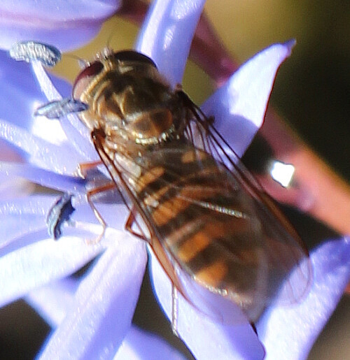 Die Hain- oder auch Winterschwebfliege wurde von der Entomologischen Gesellschaft in Deutschland für das Insekt des Jahres 2004 gewählt.
https://de.wikipedia.org/wiki/Hainschwebfliege

Videoclips zu jener Art:
https://www.youtube.com/watch?v=knBUCs_-0jo
https://www.youtube.com/watch?v=sg6wBdLBGHI
https://www.youtube.com/watch?v=OzNFb1m7mVI
https://www.youtube.com/watch?v=dzvg-s1tOUk
https://www.youtube.com/watch?v=m-WLcBX214o
u. a.

Aufnameort: Eiershausen Garten
Kamera: Canon EOS 700D