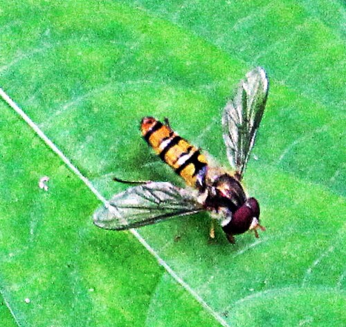 Jene Art Schwebfliege kann in Europa , Asien und Nordamerika vorkommen.
https://de.wikipedia.org/wiki/Hainschwebfliege

Aufnameort: Eiershausen Garten
Kamera: Canon EOS 1300D