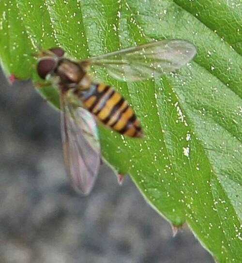 hainschwebfliege-episyrphus-balteatus-de-geer-1776-13983.jpeg